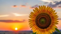 Bright yellow sunflower blooming against dramatic sunset sky with warm orange and pink clouds creating peaceful summer evening agricultural scene.