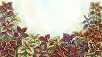 Colorful foliage plants with burgundy and golden leaves arranged in a decorative border frame, suitable for botanical designs, garden themes, and nature-inspired backgrounds.
