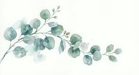 Watercolor eucalyptus branch with green leaves on white background. Botanical illustration for wedding invitations, greeting cards and home decor projects.