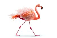 Pink flamingo walking gracefully on white background, isolated cutout with detailed feathers and natural pose showing vibrant coral plumage and long legs.