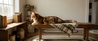 Relaxed tabby cat lying on wooden bench in sunlit room with cozy plaid blanket and rustic home decor creating peaceful domestic atmosphere.