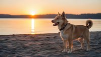 Happy husky dog standing on beach at golden sunset with calm lake water and mountains in background creating peaceful outdoor scene.
