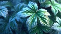 Vibrant green and blue raspberry leaves with textured veins create a lush natural pattern for garden and botanical designs.