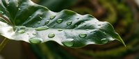 Raindrops cling to a vibrant green leaf after a fresh downpour, showcasing nature's delicate water droplets and botanical details for environmental and nature designs.