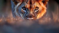 Close-up portrait of mountain lion face with intense blue eyes peering through grass at sunset, dramatic lighting creates mysterious predator atmosphere in nature.