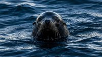 Curious seal head emerging from dark blue ocean water with whiskers visible, marine mammal wildlife in natural habitat for nature photography projects.