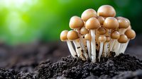 Cluster of brown mushrooms growing in dark soil against blurred green background. Close-up nature photography shows delicate fungi stems and round caps.