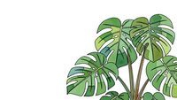 Tropical monstera plant with large split leaves on white background, houseplant foliage for interior design and botanical decoration projects.