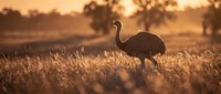 Emu bird silhouette standing in golden grassland during warm sunset light with blurred trees in background creating peaceful Australian wildlife scene.