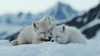 Two adorable arctic fox cubs snuggling together in snow, displaying affection against blurred winter mountain landscape background. Wildlife tenderness moment.