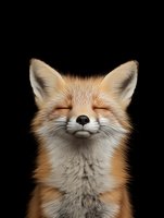 Red fox portrait with closed eyes showing peaceful expression on black background isolated for wildlife and nature designs.