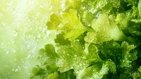 Fresh green lettuce leaves with water droplets in bright sunlight, macro view showing crisp texture and natural moisture for food and healthy eating concepts.