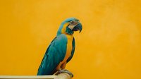 Blue and gold macaw parrot perched against vibrant yellow background for tropical wildlife and exotic bird themed designs.