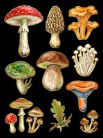 Botanical illustration of various mushroom and fungi species isolated on transparent background, ready for clipart, t-shirt design, stickers, print-on-demand and sublimation projects.