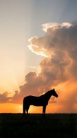 Horse silhouette standing in field against dramatic sunset sky with golden clouds for equestrian and nature themes.
