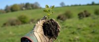 Farmer holding seedling with soil and roots in gloved hand against green field background for agriculture, gardening, and environmental conservation projects.