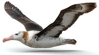 Majestic albatross in flight with wings fully extended, showcasing distinctive white body and dark brown wing pattern against clean background.