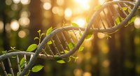 DNA double helix structure with green leaves growing from genetic code strands in warm sunlight representing biotechnology and natural science innovation.
