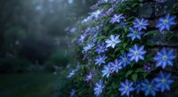 Purple clematis flowers blooming on garden vine with soft bokeh background creating dreamy natural floral display for spring landscaping projects.
