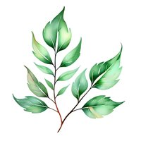 Delicate watercolor green leaves branch with translucent effect on white background, botanical art element for nature-inspired designs and decorative projects.