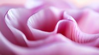 Soft pink rose petals in extreme macro photography showing delicate curves and textures. Romantic floral background with gentle light and smooth bokeh effect.