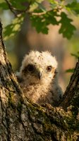 Young fluffy owlet with white plumage and large brown eyes perched between tree branches with green foliage, suitable for wildlife and nature content.