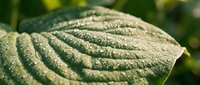 Macro close-up of a textured leaf surface with detailed veins and natural patterns, showcasing botanical structure and organic details for nature and science content.