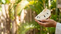 Person holding white butterfly with black spots in tropical garden setting, nature education and wildlife observation concept.