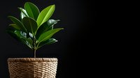 Young rubber plant with glossy green leaves in wicker basket planter against dark background for home decor and interior design projects.