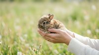 Young brown rabbit held gently in cupped hands against blurred green grass background, wildlife care and animal handling concept.