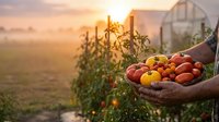 Farmer hands holding fresh ripe tomatoes at sunset in greenhouse garden. Organic vegetable harvest concept for healthy eating and sustainable agriculture.