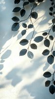 Elegant leaf shadows cast on white wall, creating natural minimalist pattern with soft light and dark contrast for modern interior design.