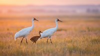 Sandhill crane family with chick walking through golden prairie grassland during sunset creating warm peaceful wildlife scene for nature photography.