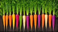 Fresh colorful rainbow carrots with green tops arranged in row on dark background, organic heirloom vegetables for healthy eating and cooking.