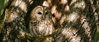 Small brown owl perched in tree hollow with textured bark, wildlife bird photography for nature and conservation projects.