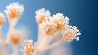 Delicate white and orange coral-like flower clusters against deep blue background, creating dreamy macro nature photography for wellness and spa marketing.