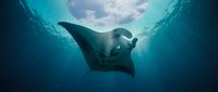 Majestic manta ray gliding gracefully through crystal clear turquoise ocean waters with sunlight filtering from surface above creating ethereal underwater scene.