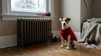 Small white and brown dog wearing red sweater sitting by vintage radiator in cozy winter home interior with wooden floors and snowy window view.