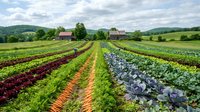 Organic farm with rows of fresh vegetables including lettuce, cabbage and carrots growing in fertile soil with barn and rolling hills in background.