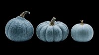 Three blue-gray pumpkins of different sizes isolated on transparent background, ready for fall clipart, stickers, t-shirt design, sublimation, and print on demand projects.