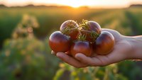 Fresh ripe tomatoes held in cupped hands during golden hour sunset in organic farm field. Harvest season agriculture concept for healthy eating and farming.