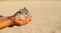 Small chinchilla resting in cupped hands of person against neutral background, suitable for pet care, wildlife education, and animal handling concepts.