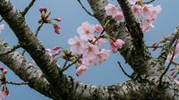 Delicate pink cherry blossoms bloom on textured tree branches against clear blue sky. Spring flowering tree with soft petals for seasonal designs.