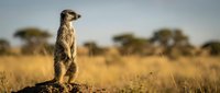 Meerkat standing alert on a mound in golden savanna grassland, scanning the horizon under a clear blue sky in warm sunlight.