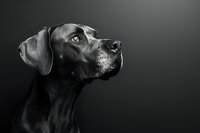 Black and white portrait of noble Great Dane dog with alert expression and distinctive profile against dark background, dramatic studio lighting emphasizes elegant features.