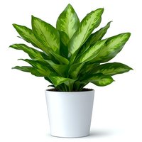 Dieffenbachia plant with vibrant green and white variegated leaves growing in modern white ceramic pot, isolated on white background for easy design integration.