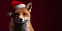 Red fox wearing Santa hat against dark burgundy background, festive wildlife portrait for holiday season greeting cards and winter promotional materials.