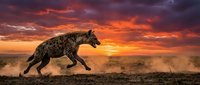 Spotted hyena running across African savanna at dramatic sunset with vibrant orange and purple sky clouds creating stunning wildlife silhouette scene.