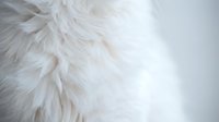 Close-up of soft white fluffy fur texture with gentle lighting, suitable for backgrounds, pet care products, comfort concepts, and luxury material design projects.