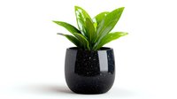 Vibrant green tropical plant with glossy leaves growing in modern black speckled ceramic pot against white background, isolated for easy design integration.
